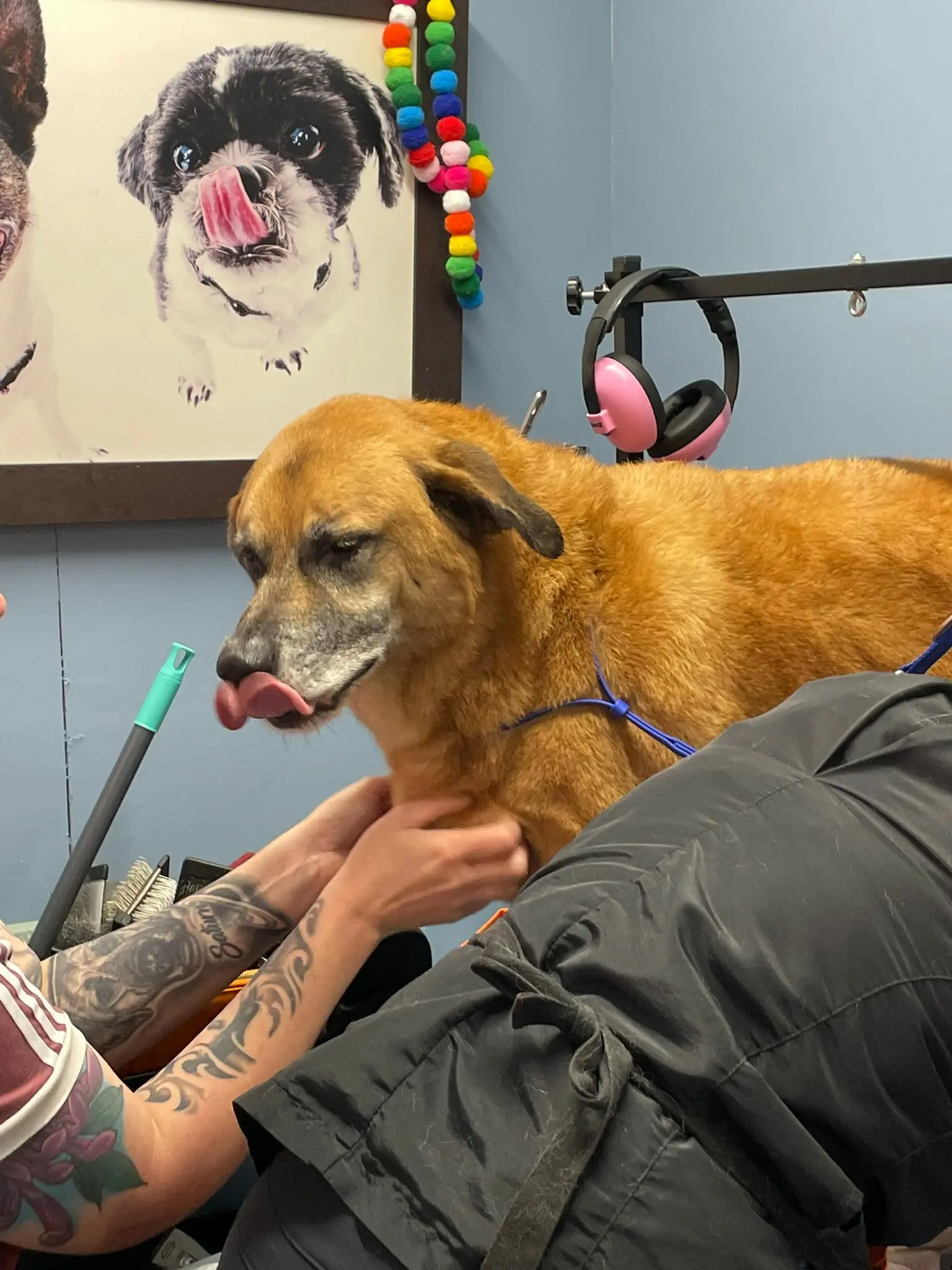 Dog resting calmly during a BarkBuddiez grooming appointment