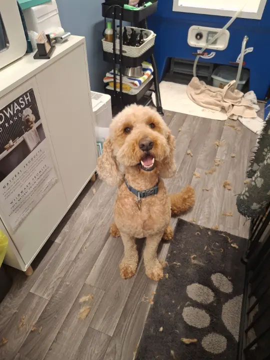 Apricot doodle after a fresh groom