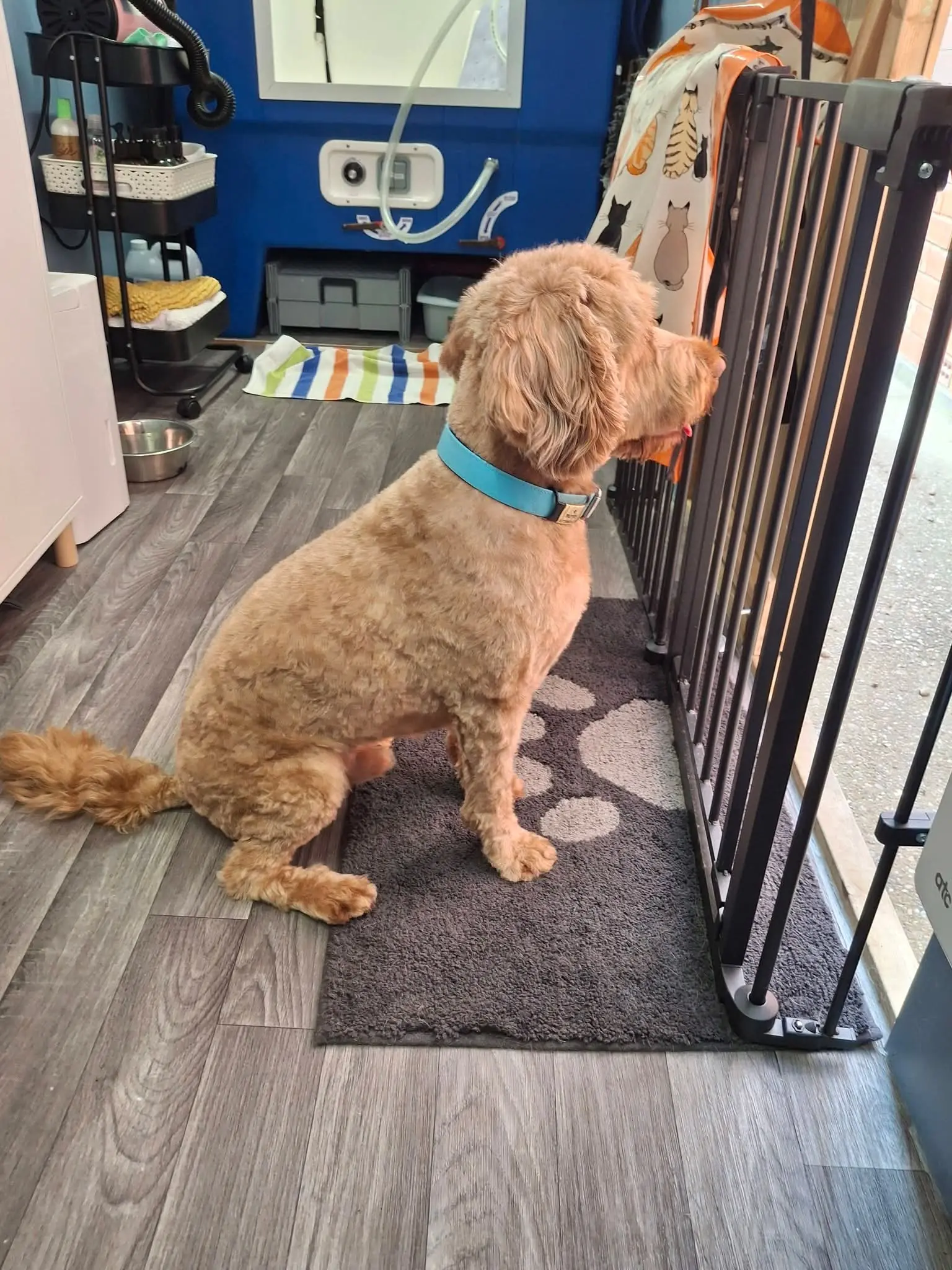 Apricot doodle during a grooming appointment