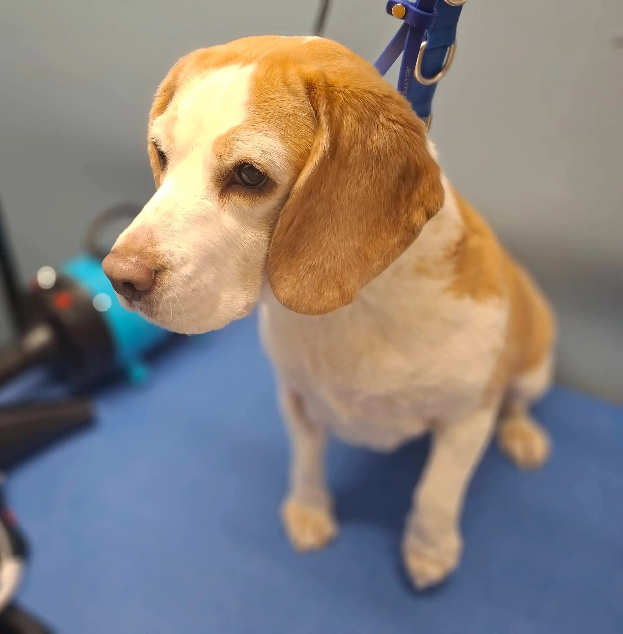 Beagle standing on the grooming table
