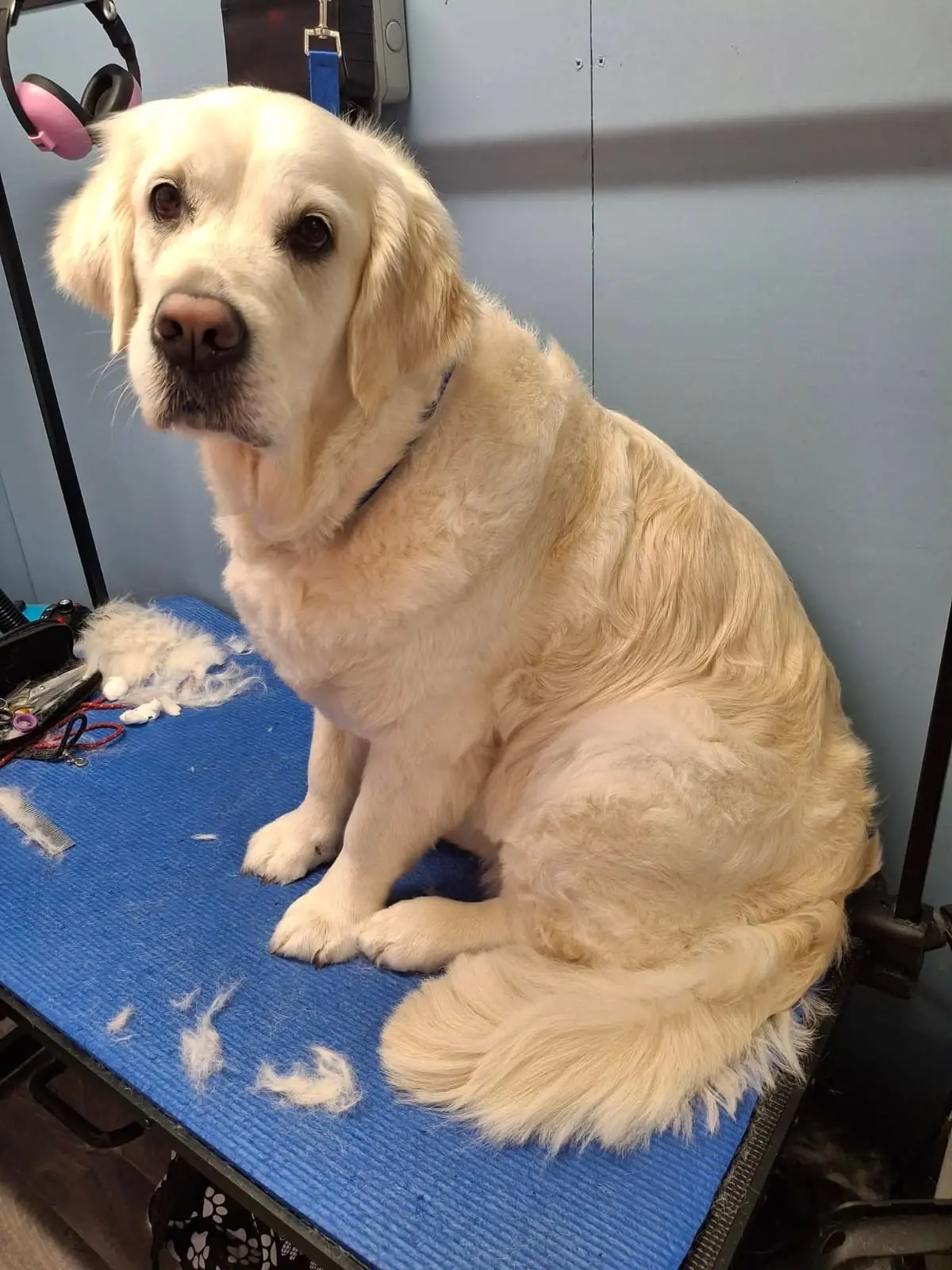 Golden Retriever after a deshed groom at BarkBuddiez
