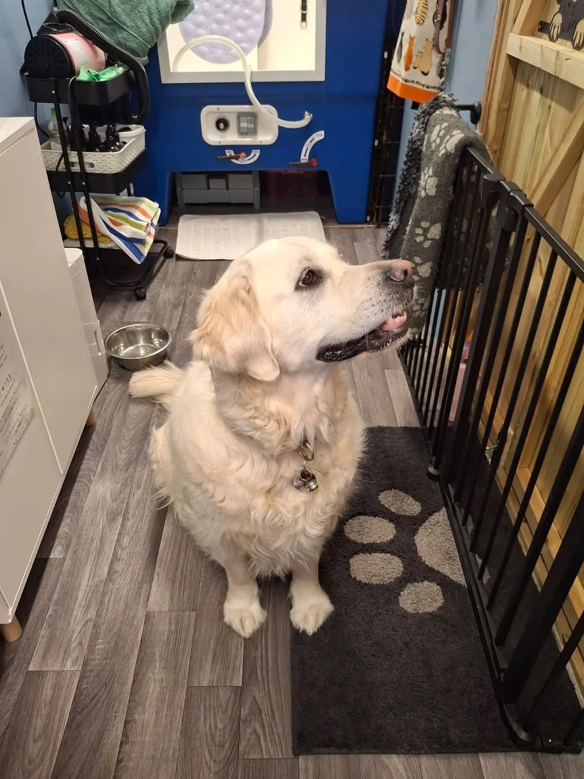 Golden Retriever before a deshed groom at BarkBuddiez