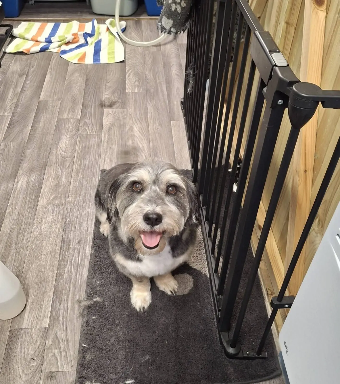 Grey terrier-cross after a grooming refresh