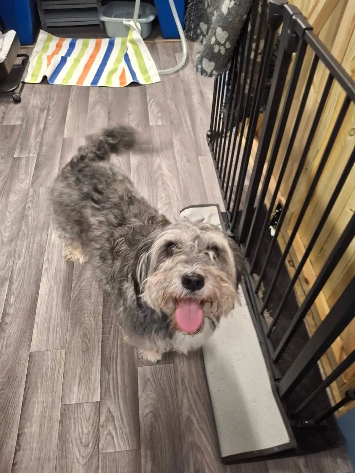 Grey terrier-cross before a grooming refresh