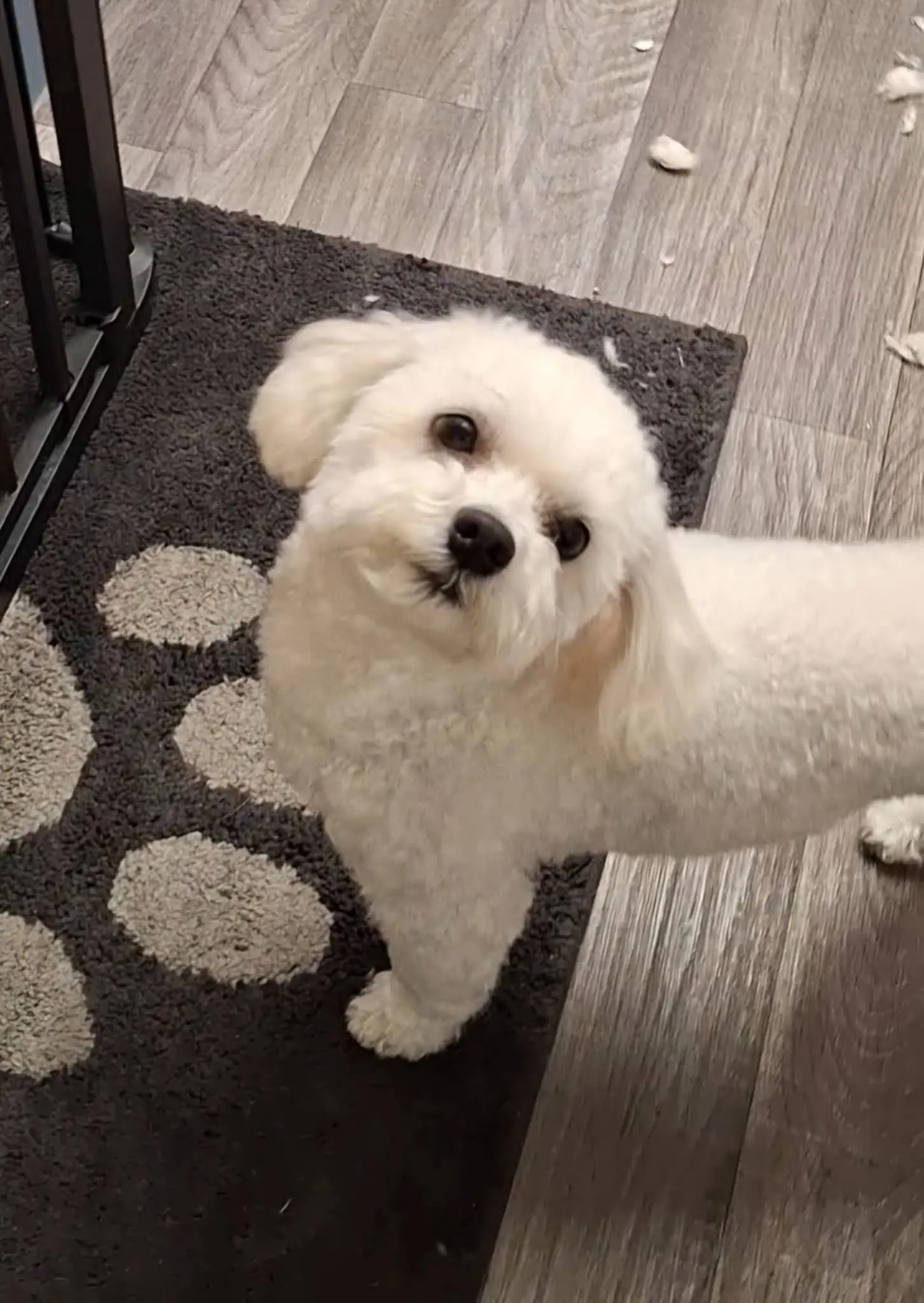 White Bichon after a comfort groom at BarkBuddiez