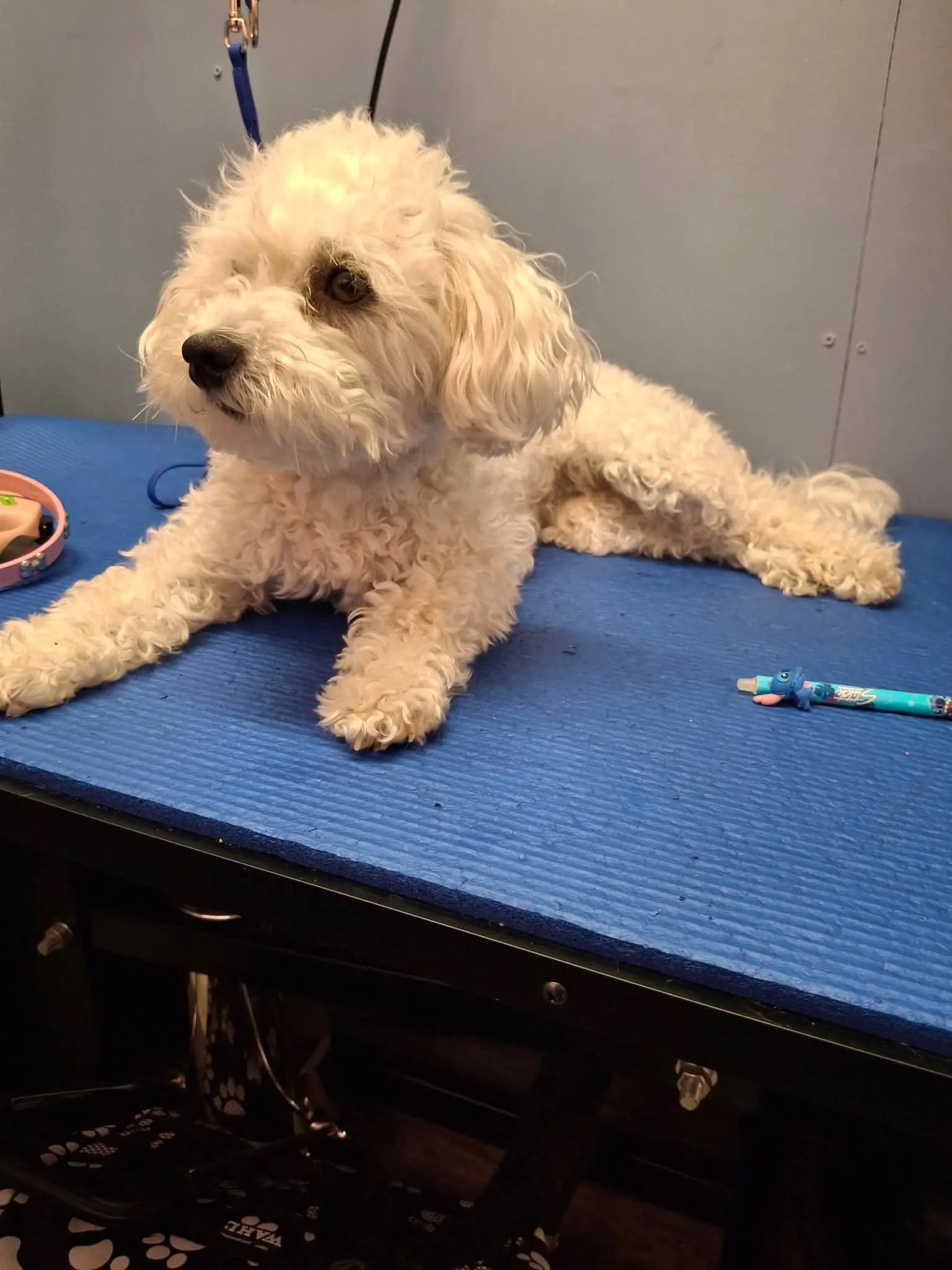 White Bichon before a comfort groom at BarkBuddiez