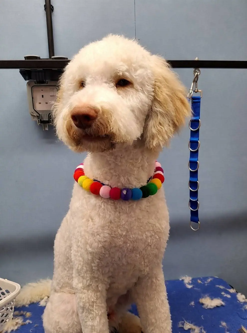 White Poodle after a tidy grooming appointment