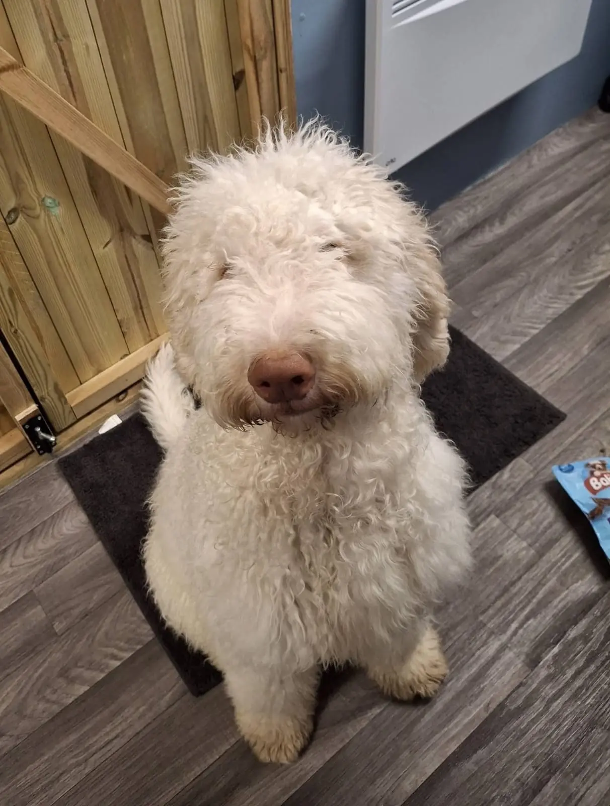 White Poodle before a tidy grooming appointment