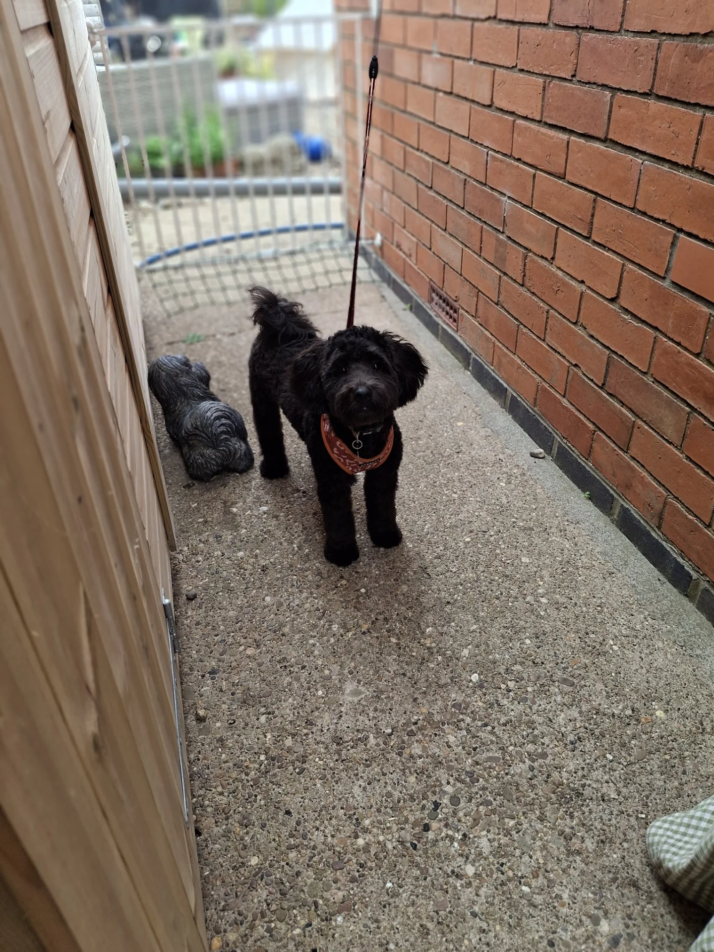Black Cockapoo wearing a bandana after a grooming appointment