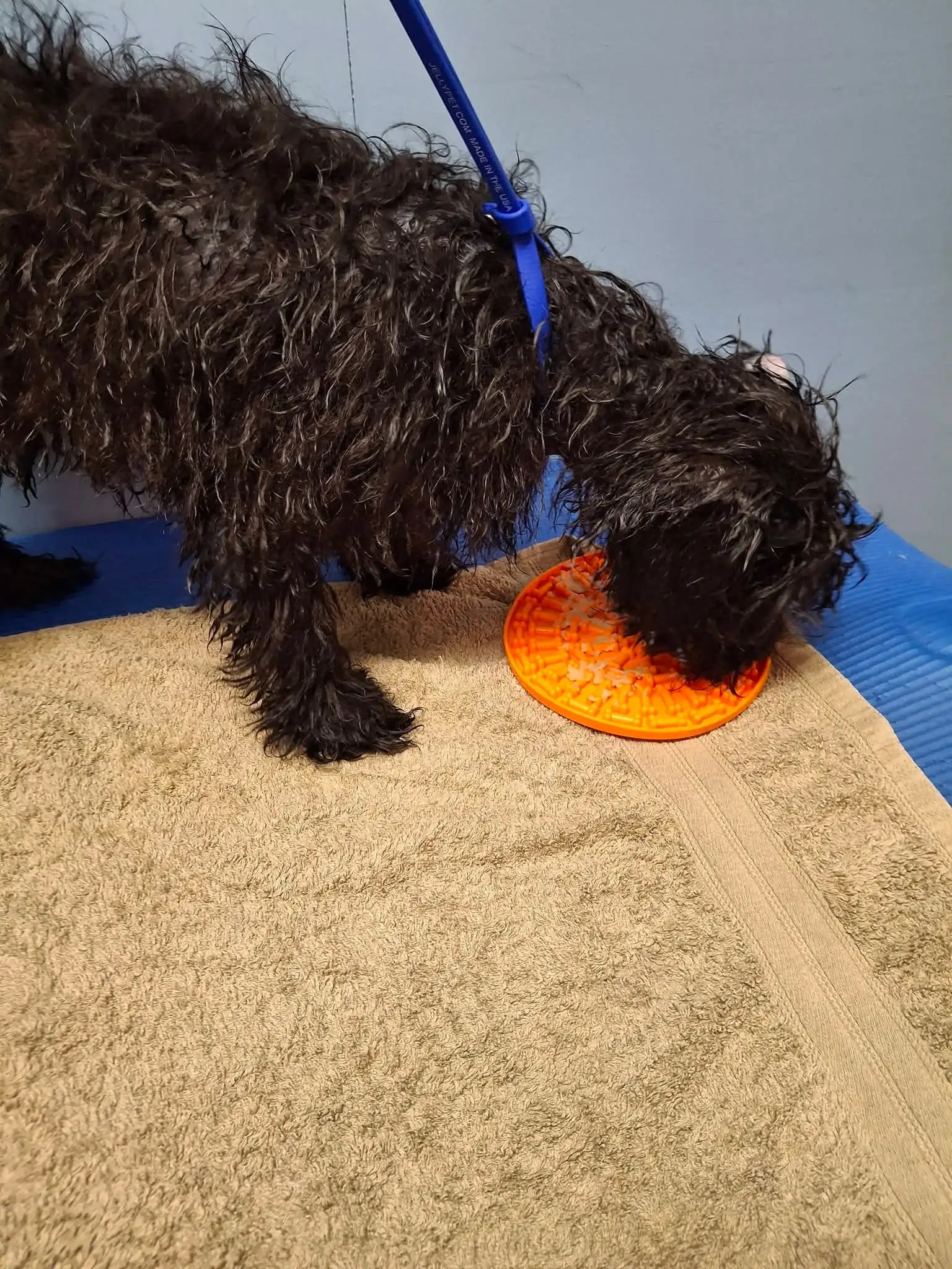 Black Cockapoo standing on the grooming table