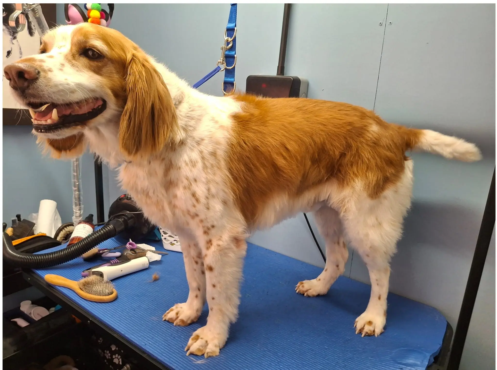 Brittany Spaniel during grooming