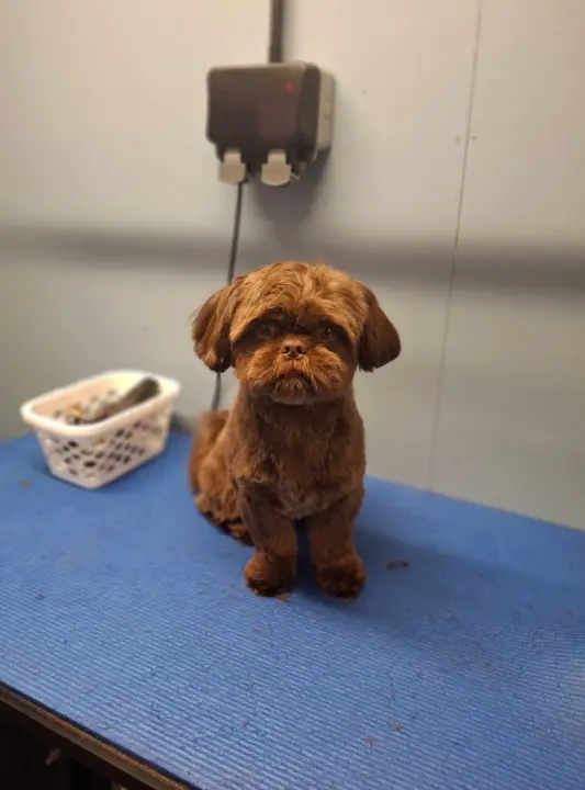 Brown Shih Tzu after a grooming appointment