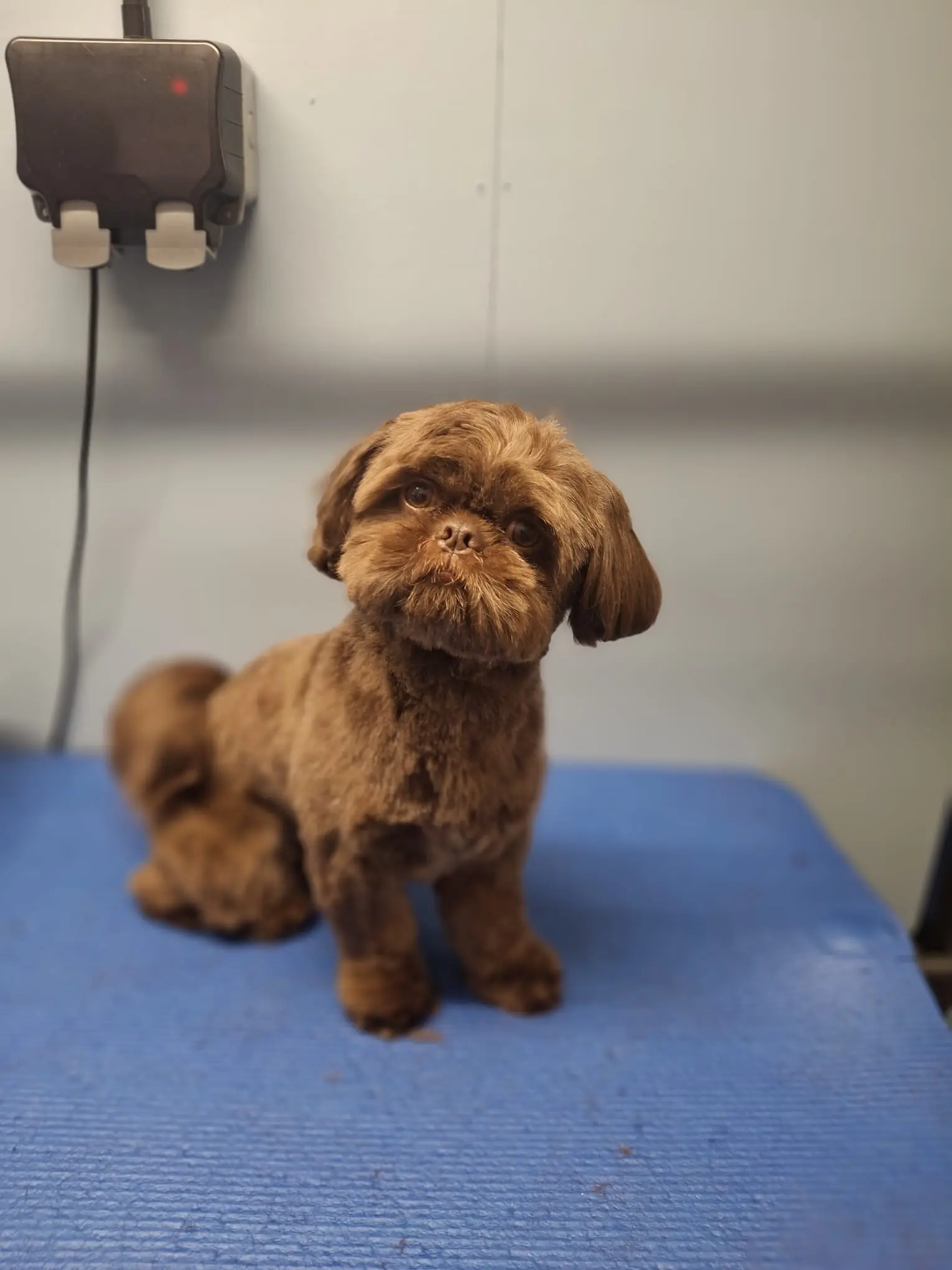 Brown Shih Tzu standing calmly on the BarkBuddiez grooming table