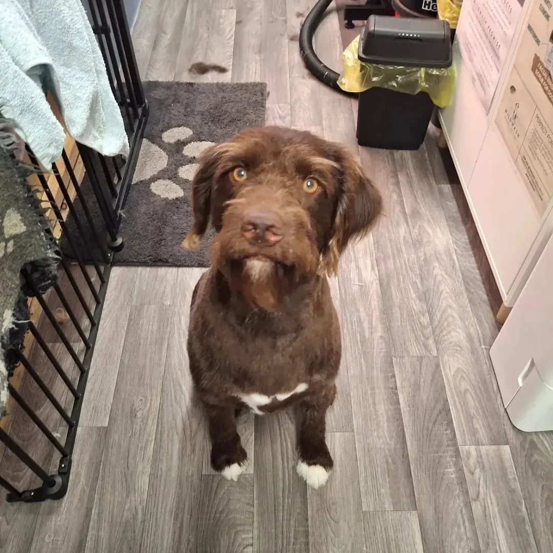 Chocolate Labradoodle sitting in the salon after a grooming appointment