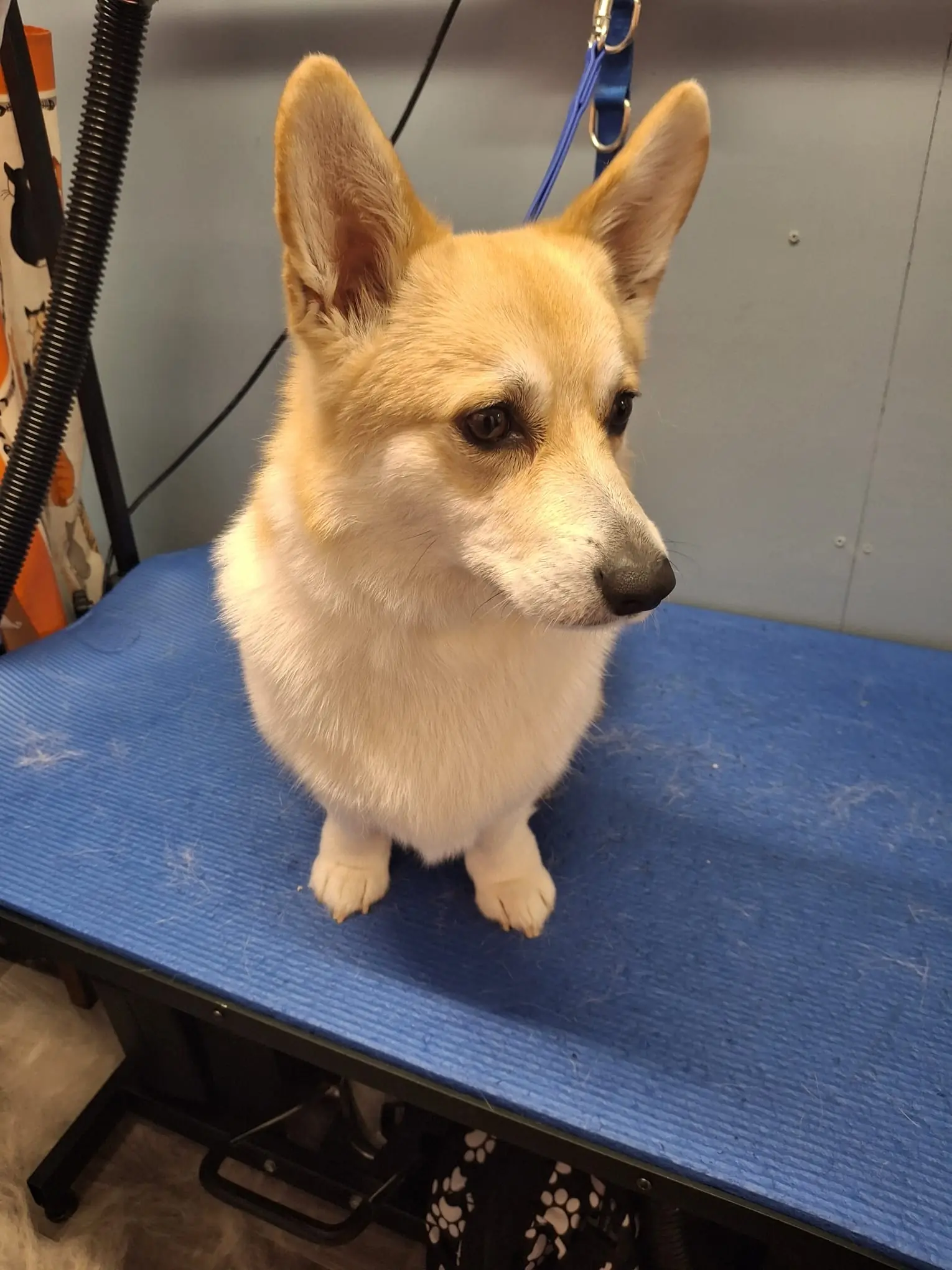 Pembroke Welsh Corgi during grooming