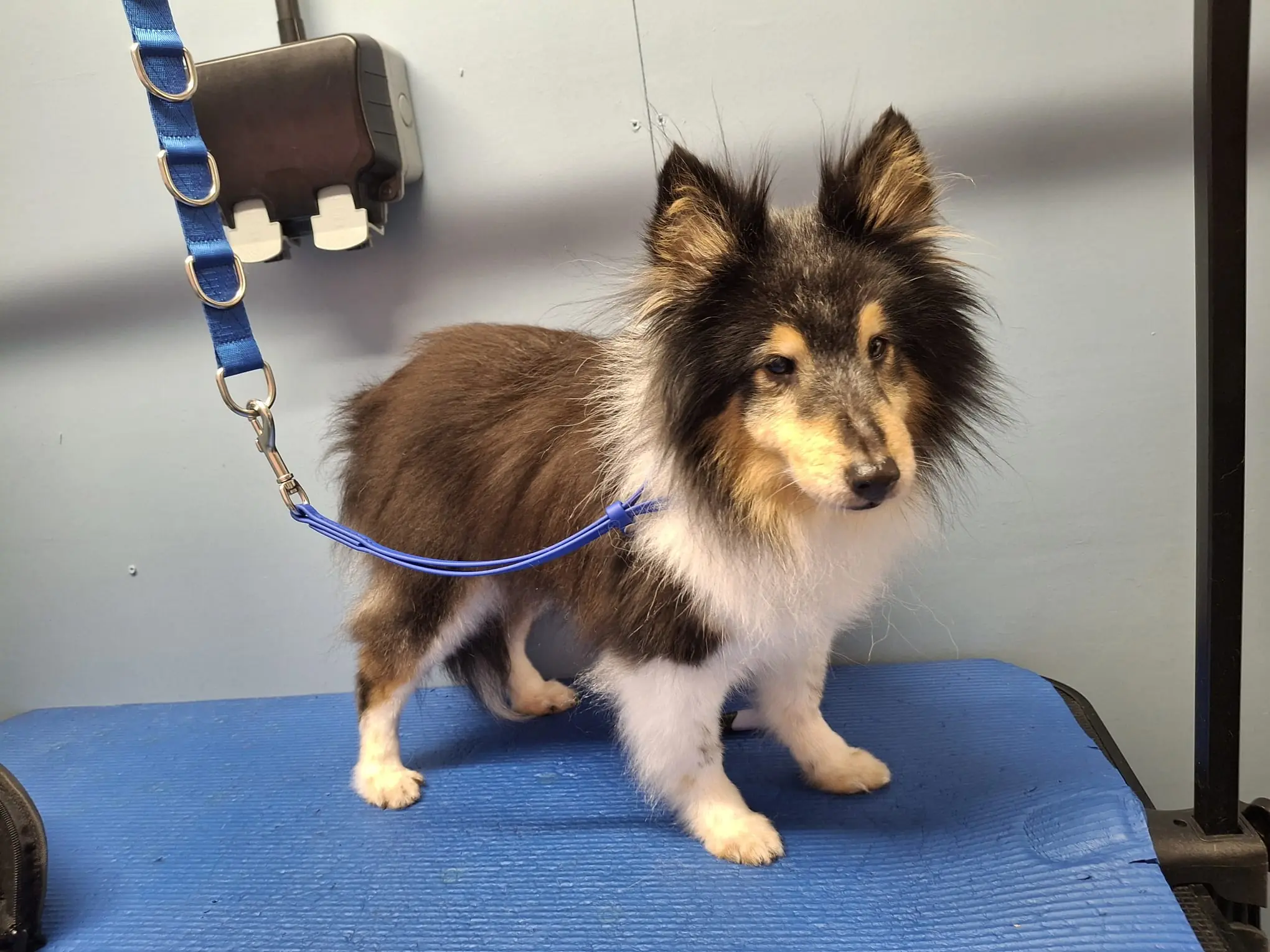 Shetland Sheepdog being groomed