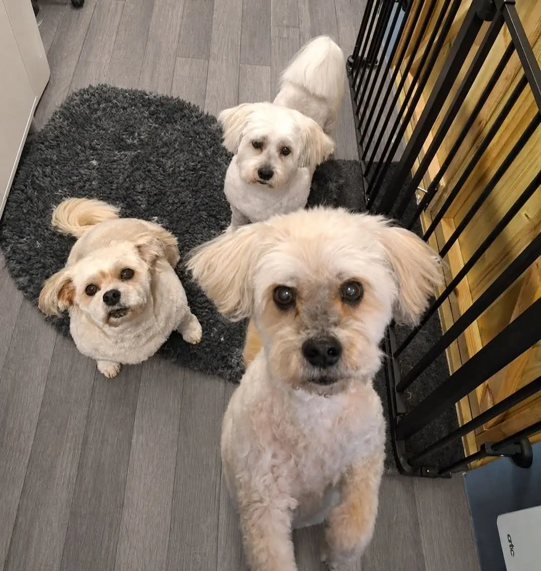 Three small dogs after grooming