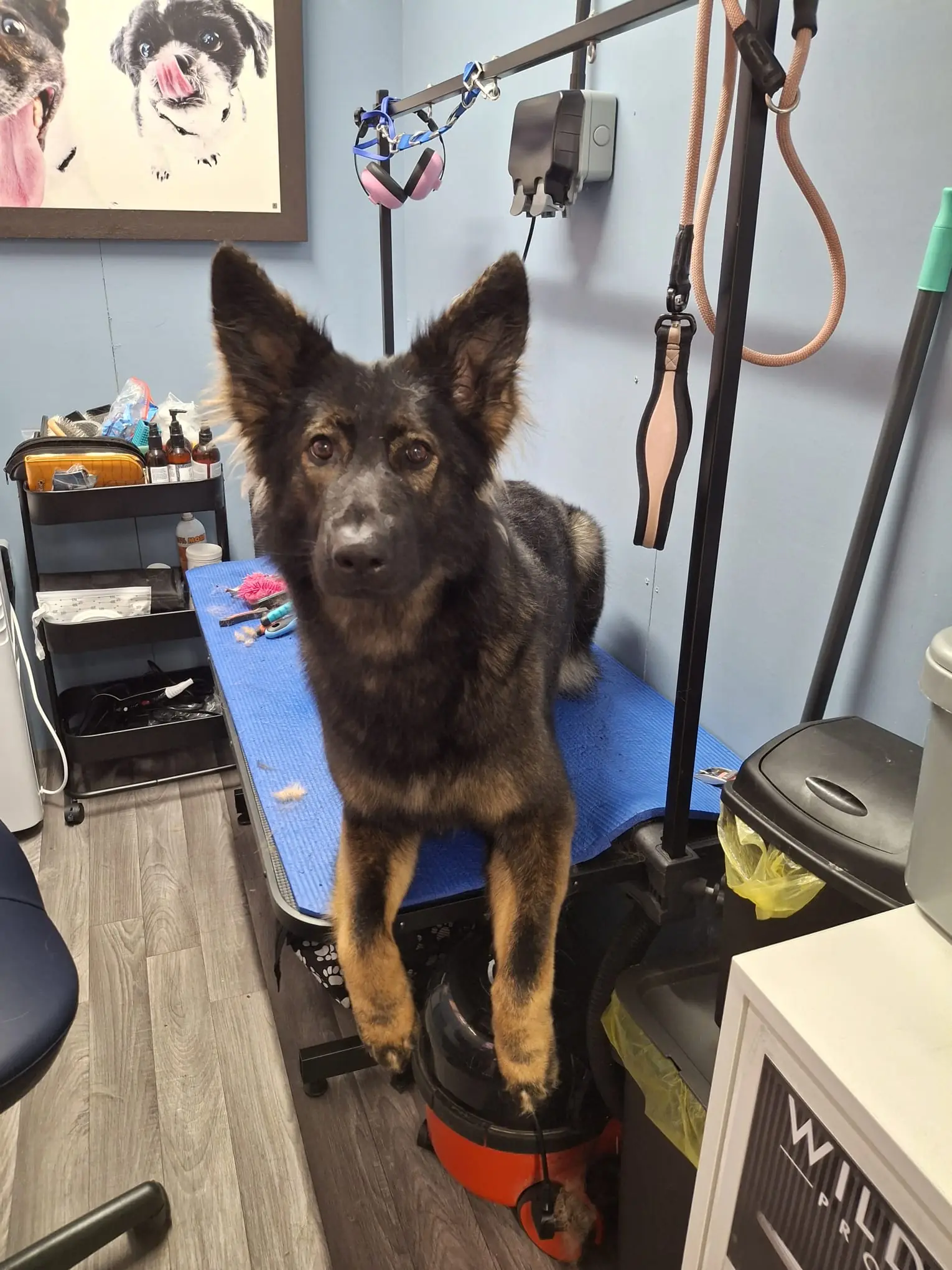 German Shepherd standing calmly on the BarkBuddiez grooming table