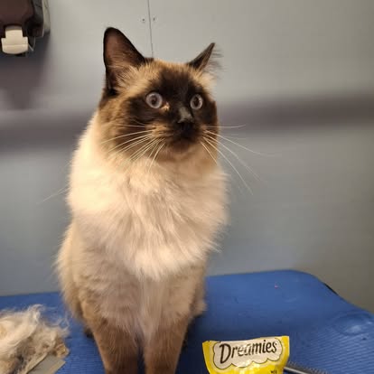 A relaxed long-haired cat included among recent pet photos