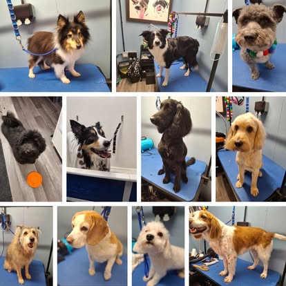 A collage of dogs groomed at BarkBuddiez