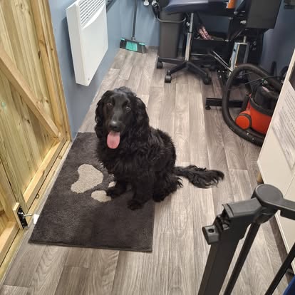 Black cocker spaniel after a BarkBuddiez groom