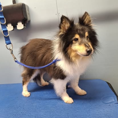 Freshly groomed dog at BarkBuddiez