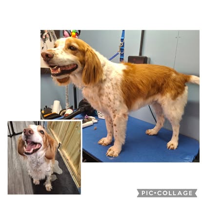 A happy dog after their grooming session